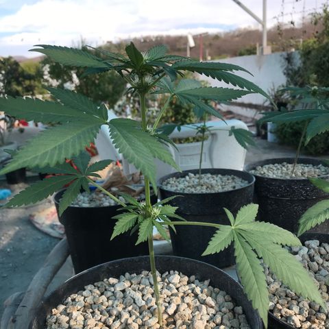 MM x mm - Mm #6 growlog timeline photo