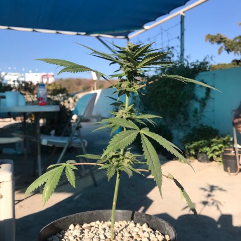 MM x mm - Mm #6 growlog timeline photo