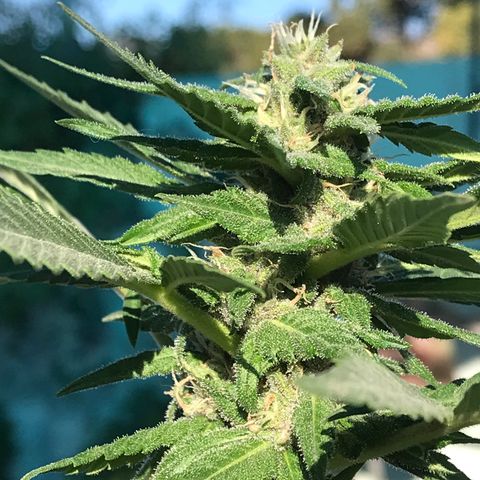 MM x mm - Mm #6 growlog timeline photo