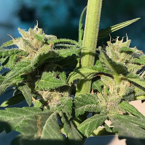 MM x mm - Mm #6 growlog timeline photo