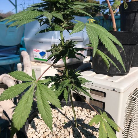 MM x mm - Mm #6 growlog timeline photo