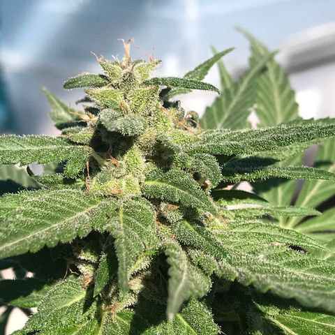 MM x mm - Mm #6 growlog timeline photo