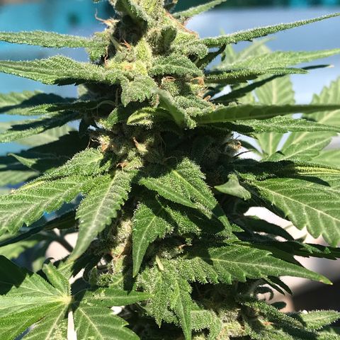MM x mm - Mm #6 growlog timeline photo
