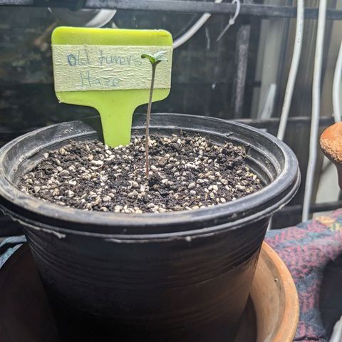 Laddu growlog timeline photo