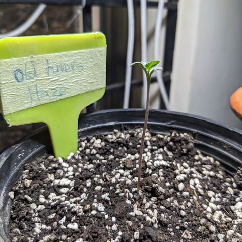 Laddu growlog timeline photo