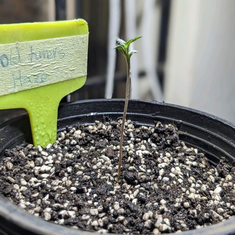 Laddu growlog timeline photo