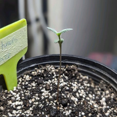 Laddu growlog timeline photo