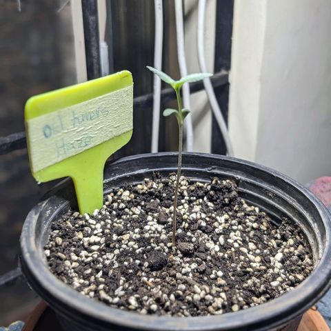 Laddu growlog timeline photo