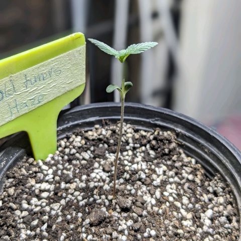 Laddu growlog timeline photo