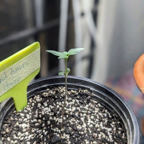 Laddu growlog timeline photo
