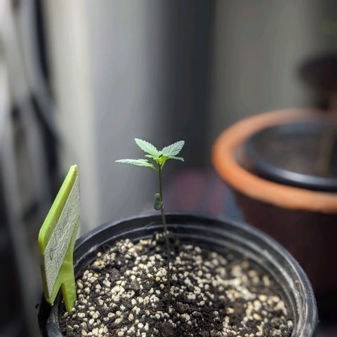 Laddu growlog timeline photo