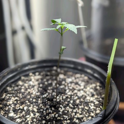 Laddu growlog timeline photo
