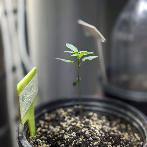 Laddu growlog timeline photo
