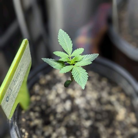 Laddu growlog timeline photo