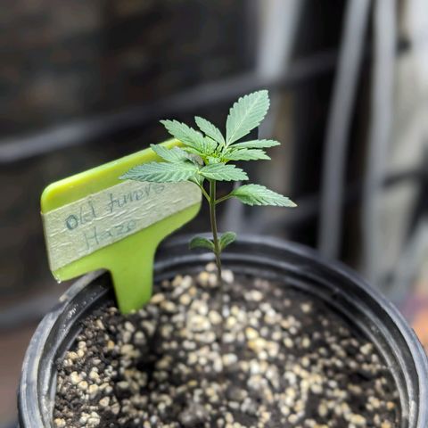 Laddu growlog timeline photo