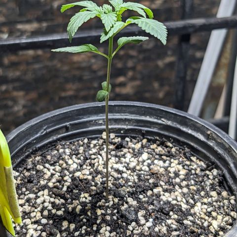 Laddu growlog timeline photo