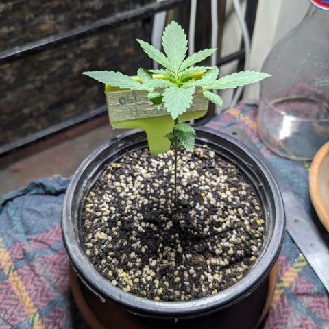 Laddu growlog timeline photo