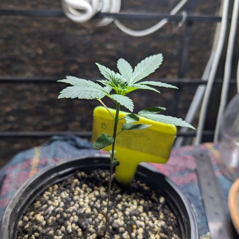 Laddu growlog timeline photo