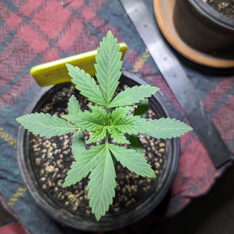 Laddu growlog timeline photo