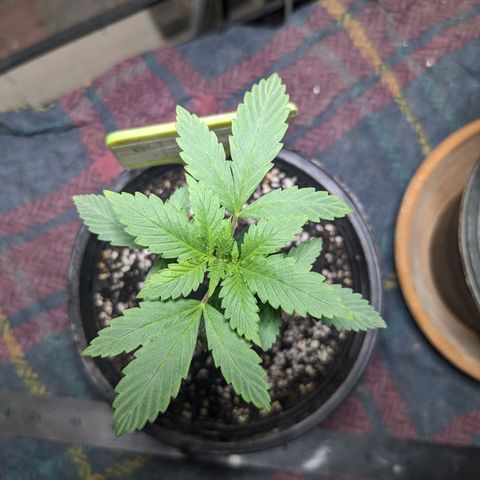 Laddu growlog timeline photo