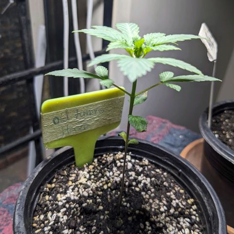 Laddu growlog timeline photo