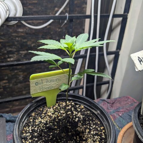 Laddu growlog timeline photo