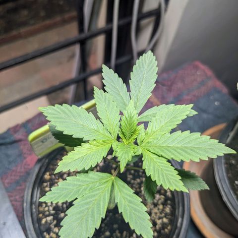 Laddu growlog timeline photo