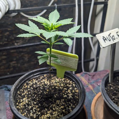 Laddu growlog timeline photo