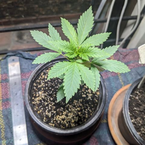 Laddu growlog timeline photo