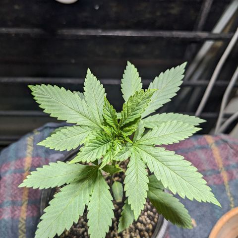 Laddu growlog timeline photo