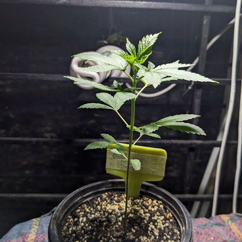 Laddu growlog timeline photo