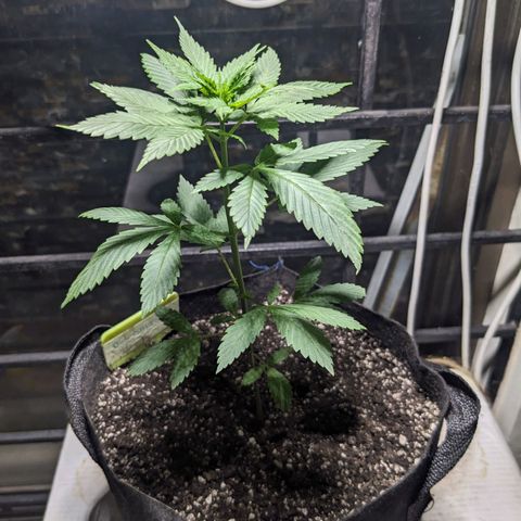 Laddu growlog timeline photo