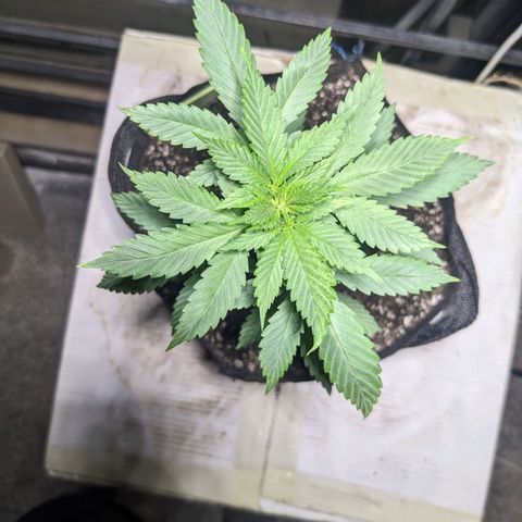 Laddu growlog timeline photo