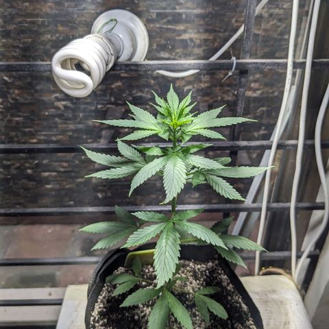 Laddu growlog timeline photo