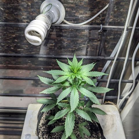 Laddu growlog timeline photo