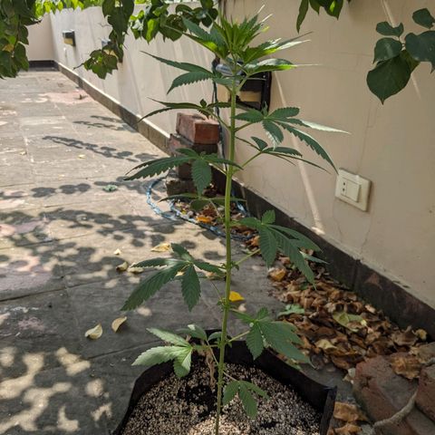 Laddu growlog timeline photo