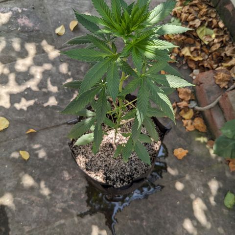 Laddu growlog timeline photo