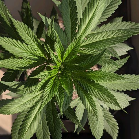 Laddu growlog timeline photo