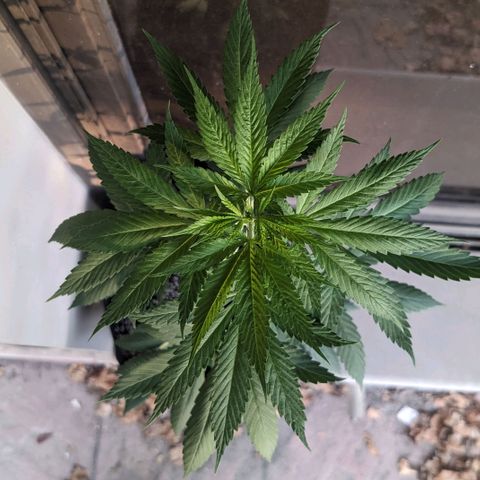 Laddu growlog timeline photo