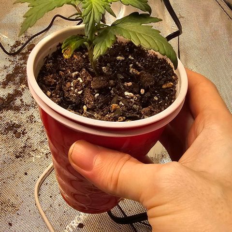 Quick One Auto growlog photo: Quick One and critical