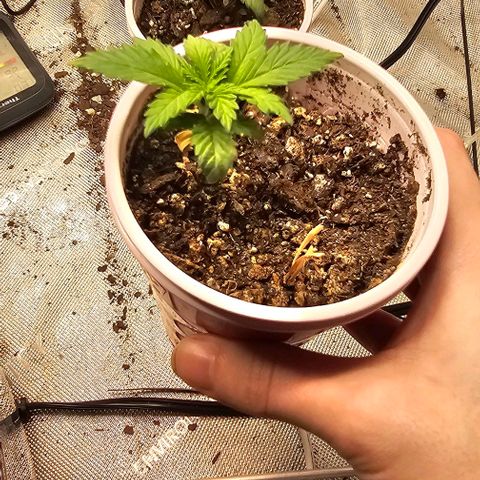 Quick One Auto growlog photo: Quick One and critical