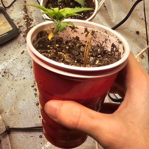 Quick One Auto growlog photo: Quick One and critical