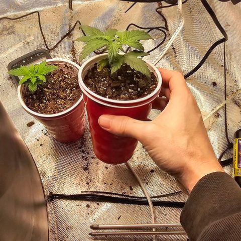 Quick One Auto growlog photo: Quick One and critical