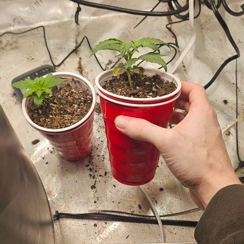 Quick One Auto growlog photo: Quick One and critical