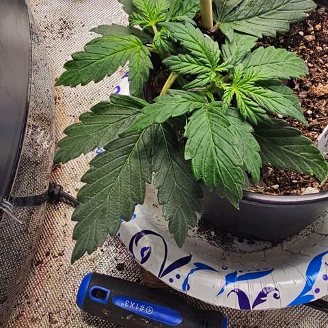 Quick One Auto growlog timeline photo