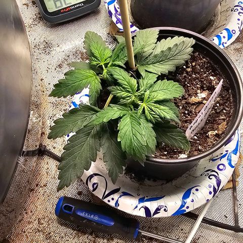 Quick One Auto growlog timeline photo
