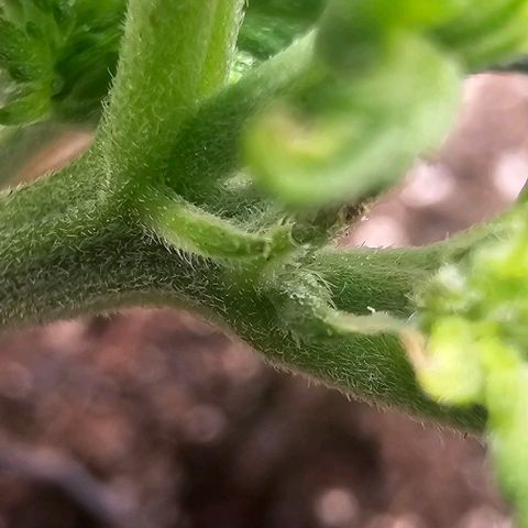 Quick One Auto growlog photo: Possible pistil hair maybe starting flower? Seems a bit small might be bad 😕