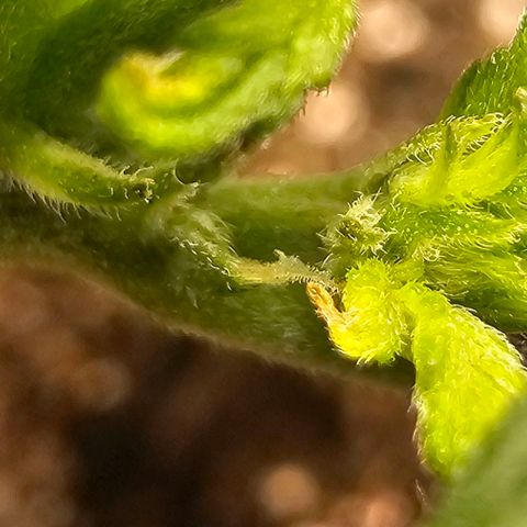 Quick One Auto growlog photo: Possible pistil hair maybe starting flower? Seems a bit small might be bad 😕