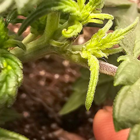 Quick One Auto growlog photo: Possible pistil hair maybe starting flower? Seems a bit small might be bad 😕