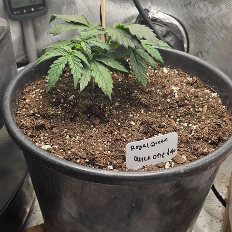 Quick One Auto growlog photo: Possible pistil hair maybe starting flower? Seems a bit small might be bad 😕
